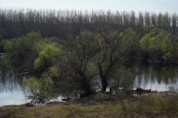 A serene river landscape with dense green bushes and trees on the bank, behind them a row of bare trees, taken between Belgrade and Pančevo.