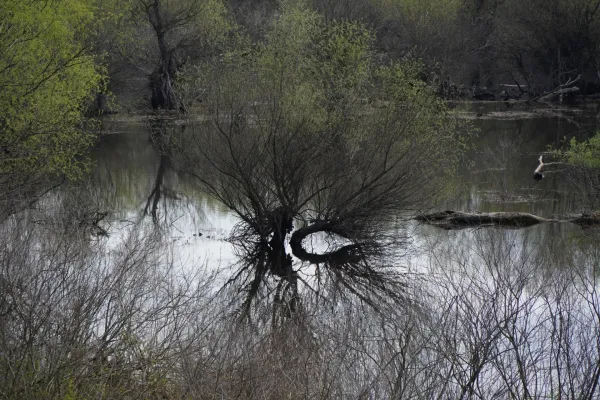 A floodplain landscape with a curved tree whose branches extend over the water, near Pančevo, with reflections in the water.