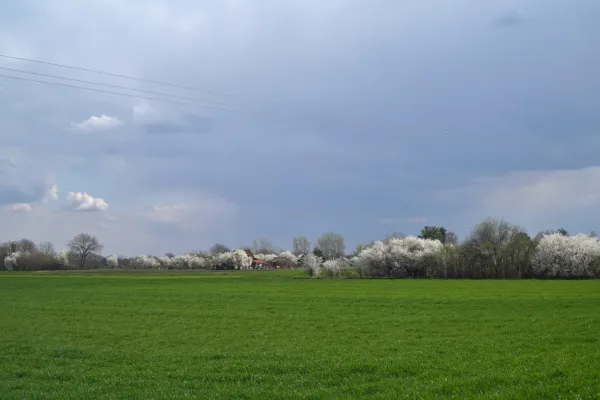 A wide green meadow in the foreground, with a row of white blooming trees and some buildings in the background. The sky is cloudy with visible power lines.