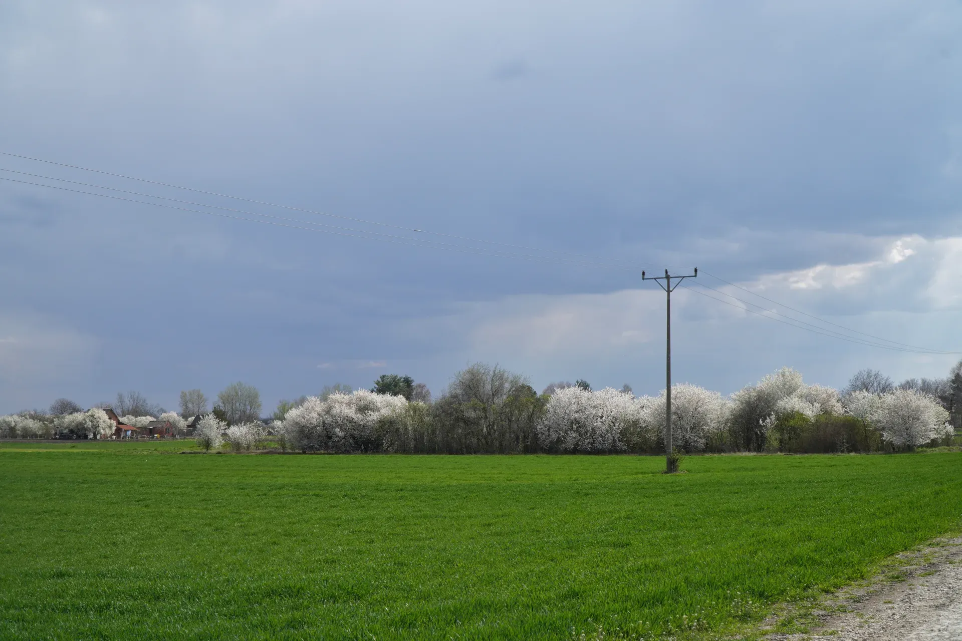 A green field in Serbia, with blooming trees and buildings in the distance, under a cloudy spring sky.