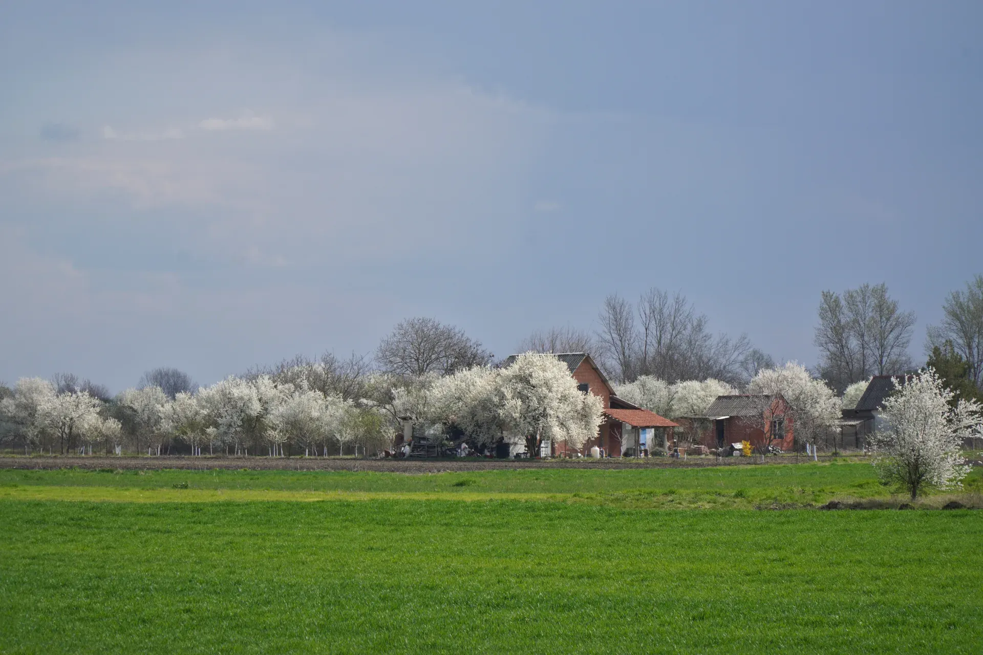 Spring rural panorama between Pančevo and Kovin, Serbia, with numerous blooming fruit trees and a traditional farmhouse.