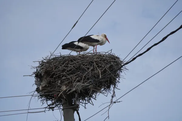 Two storks in a large nest made of twigs, standing on a utility pole in Požarevac, Serbia. Power lines run above and around the nest, with a cloudy sky in the background.