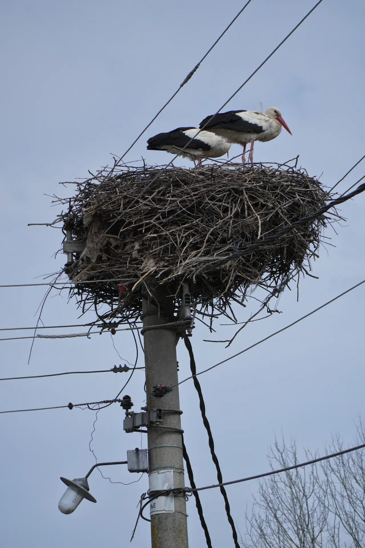Zwei weiße und schwarze Störche stehen und ruhen in und auf einem großen, buschigen Storchennest, das auf einem Betonstrommast mit vielen Kabeln in Požarevac, Serbien, errichtet wurde.