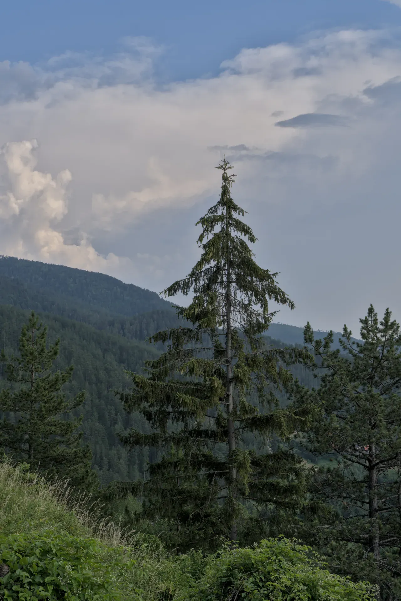 A large, single fir tree stands in the foreground with a dense, green forest on the hills in the background under a cloudy sky in Tara National Park, Serbia.