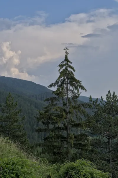 A large, single fir tree stands in the foreground with a dense, green forest on the hills in the background under a cloudy sky in Tara National Park, Serbia.