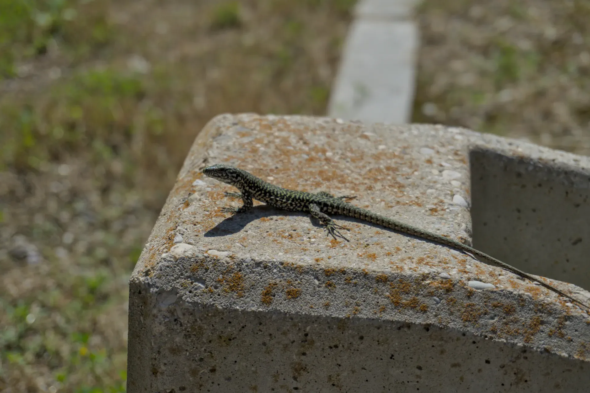 Un lagarto verde descansa sobre un pedestal de piedra en la isla de San Michele.