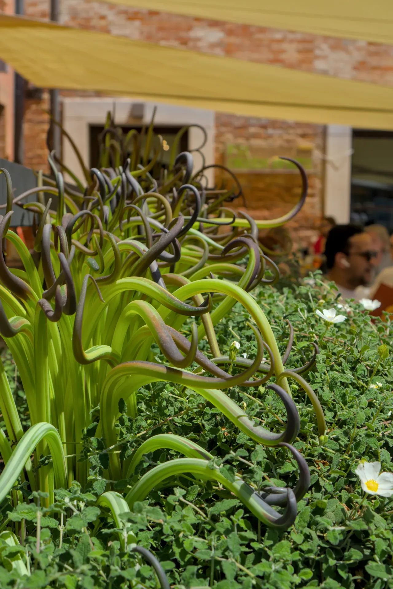 Una artística escultura de soplado de vidrio en verde y morado, inspirada en Murano, enclavada en una exuberante vegetación con pequeñas flores blancas.