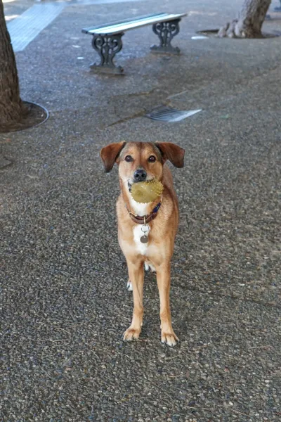 Ein brauner Hund mit Schlappohren steht auf einem Schotterweg in Genua, Italien, hält einen stacheligen gelben Ball im Maul und blickt direkt in die Kamera. Parkbänke und Bäume sind im verschwommenen Hintergrund zu sehen.