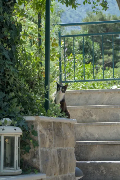A black and white cat sits on stone steps in Kotor, surrounded by lush greenery.