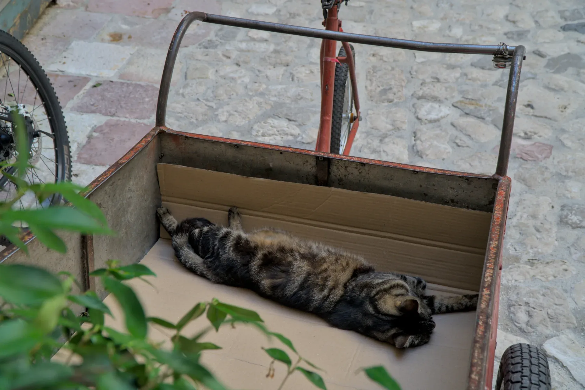A tabby cat sleeps relaxed in a red handcart on cobblestones in Kotor, Montenegro.