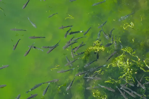 Large fish, likely catfish, in a canal near the old city walls of Kotor.