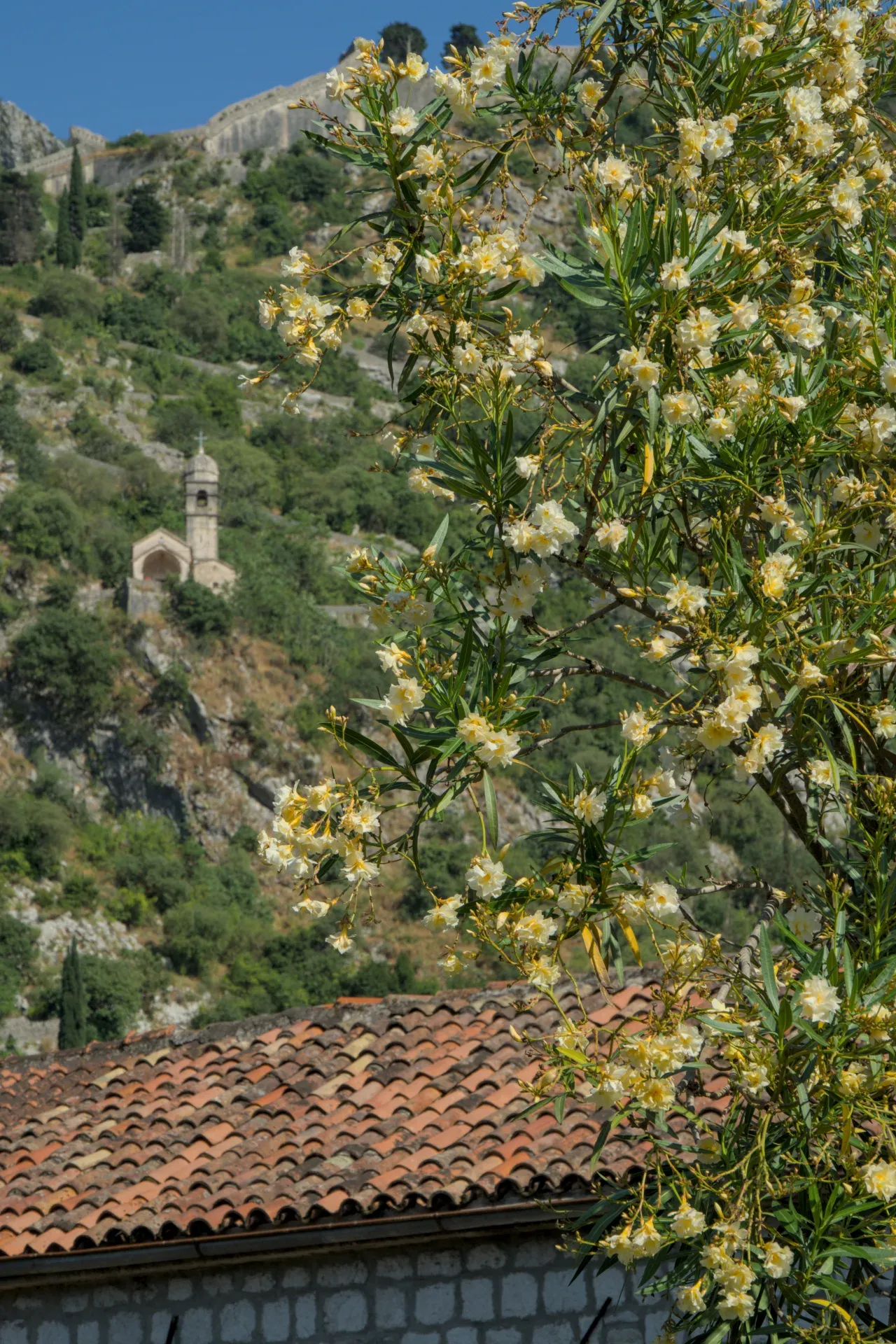 Un ritratto di oleandro in fiore in primo piano con un'antica chiesa di pietra e mura fortificate su una collina verde sullo sfondo a Kotor, Montenegro.