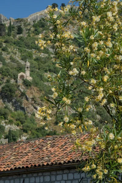 A portrait shot of blooming oleander in the foreground with an old stone church and fortress walls on a green hill in the background in Kotor, Montenegro.