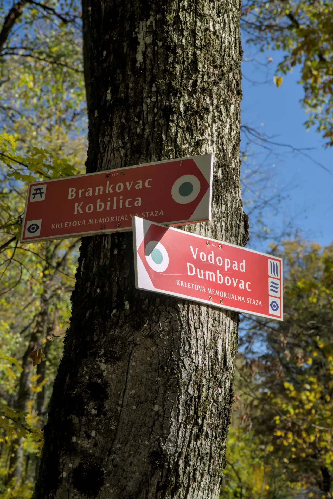 Указатель на дереве, указывающий на "Brankovac Kobilica" и "Vodopad Dumbovac" на Фрушке, в осеннем свете.