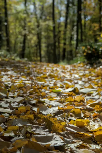 An autumnal forest path covered with golden leaves, taken in Fruška Gora, Serbia.