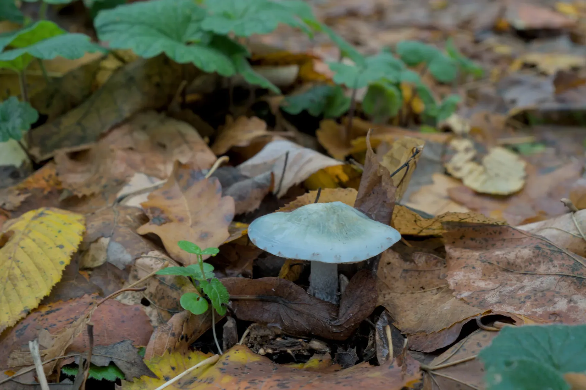 Turquoise mushroom amidst autumn foliage, an artwork featuring the "autumn palette."