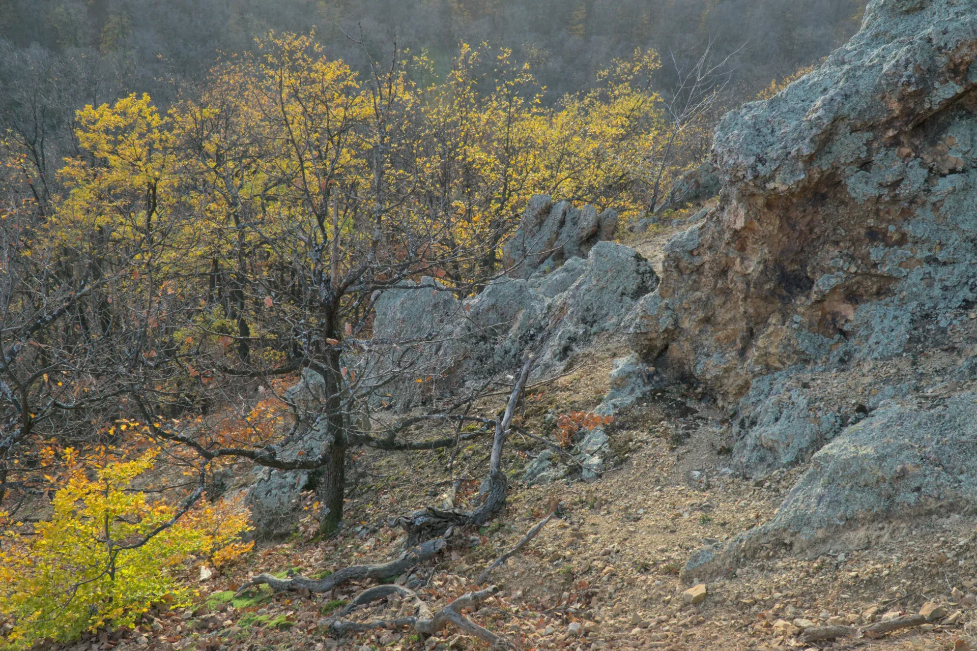 Chiome d'albero autunnali con fogliame giallo accanto a rocce aspre e muschiose sul pendio del Fruška Gora.