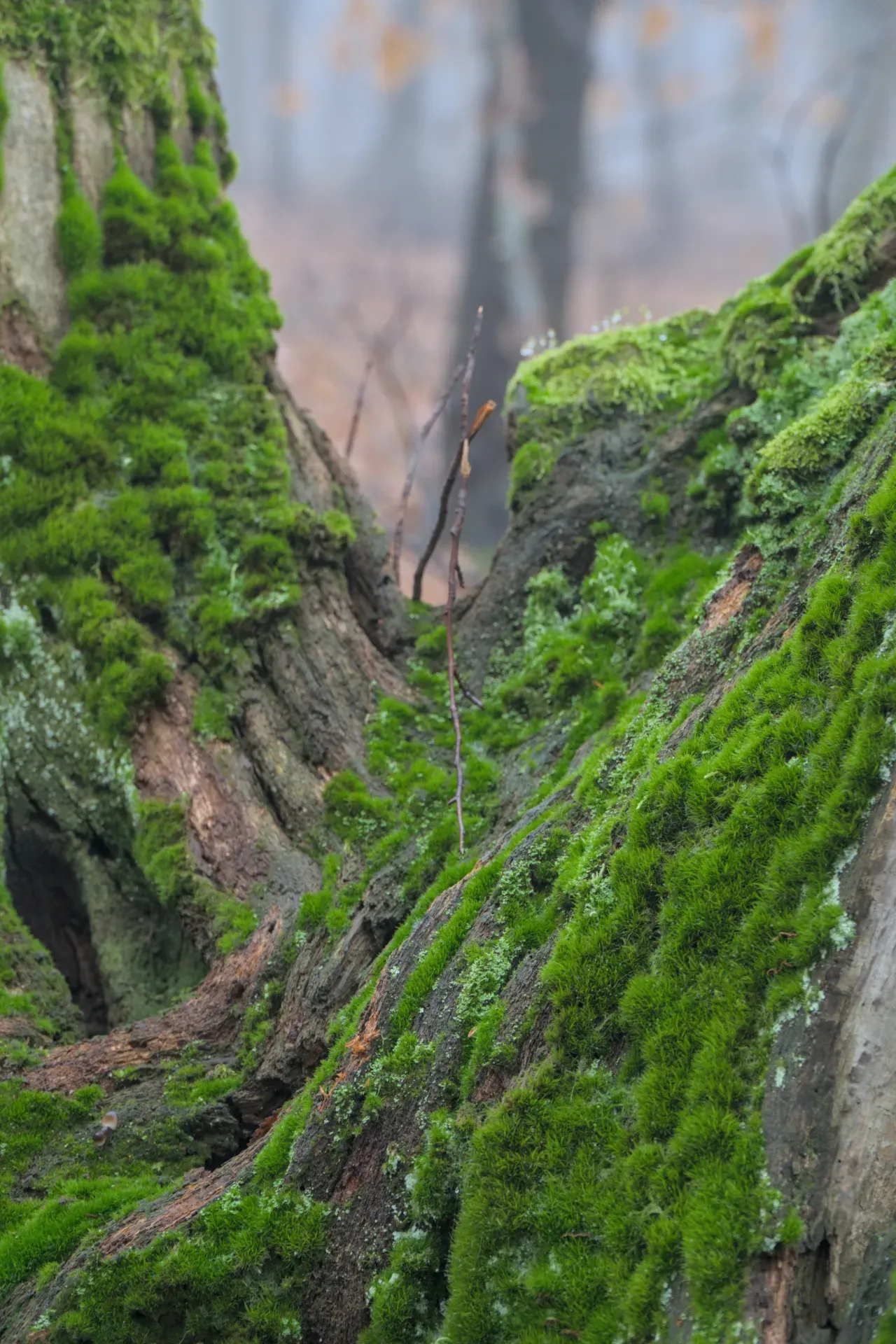 A moss-covered tree stump stands tall in a misty autumn forest.