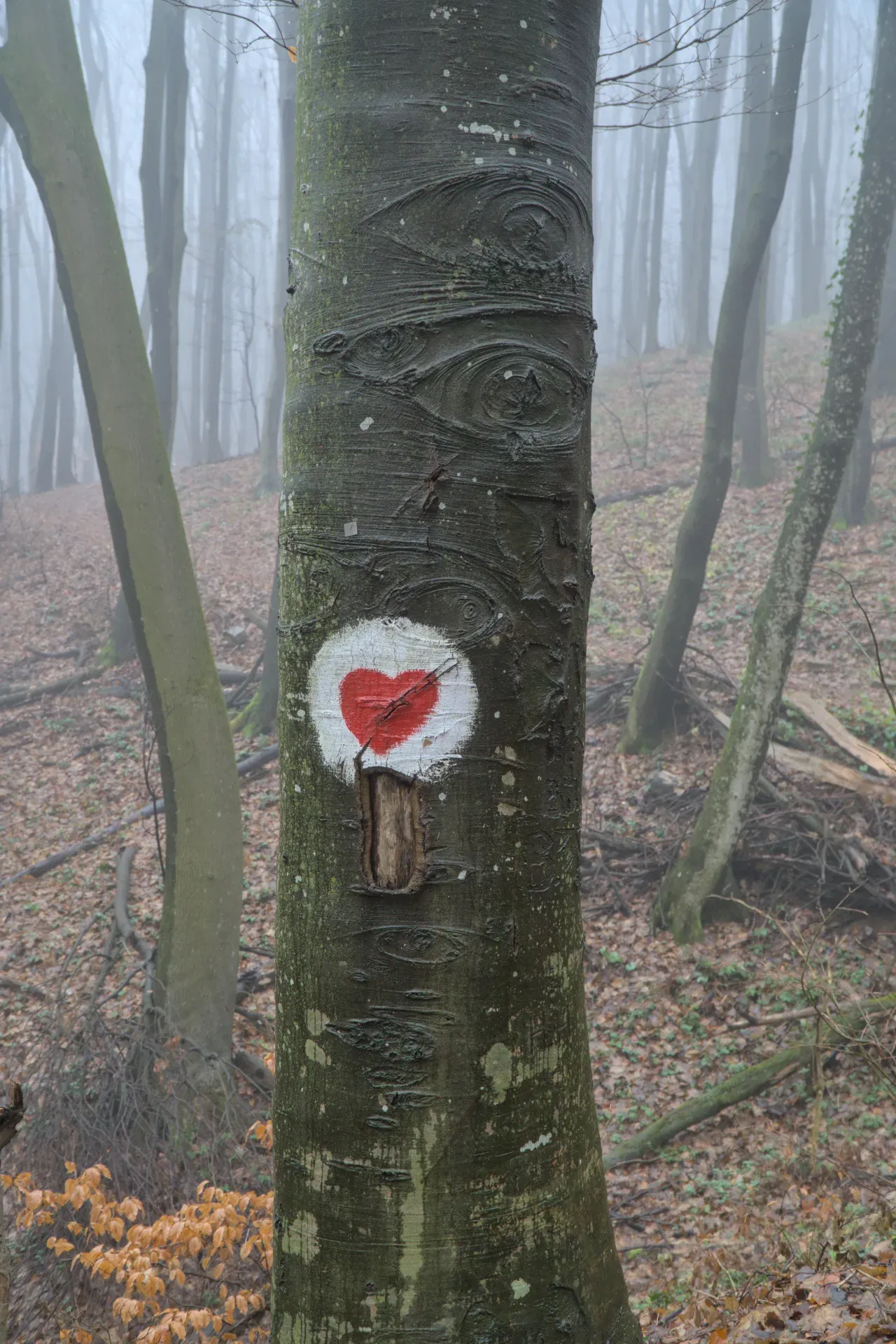 Un arbre avec une forme d'œil peinte et un cœur rouge dans la forêt brumeuse de Fruska Gora.