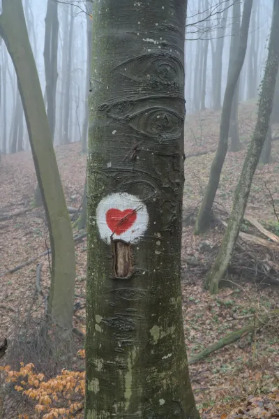A tree with a painted eye shape and a red heart in the foggy forest of Fruska Gora.