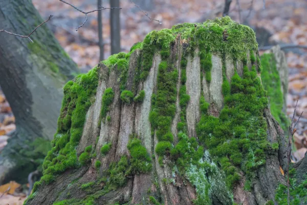 Moss-covered tree stump in Fruška Gora, Novi Sad.
