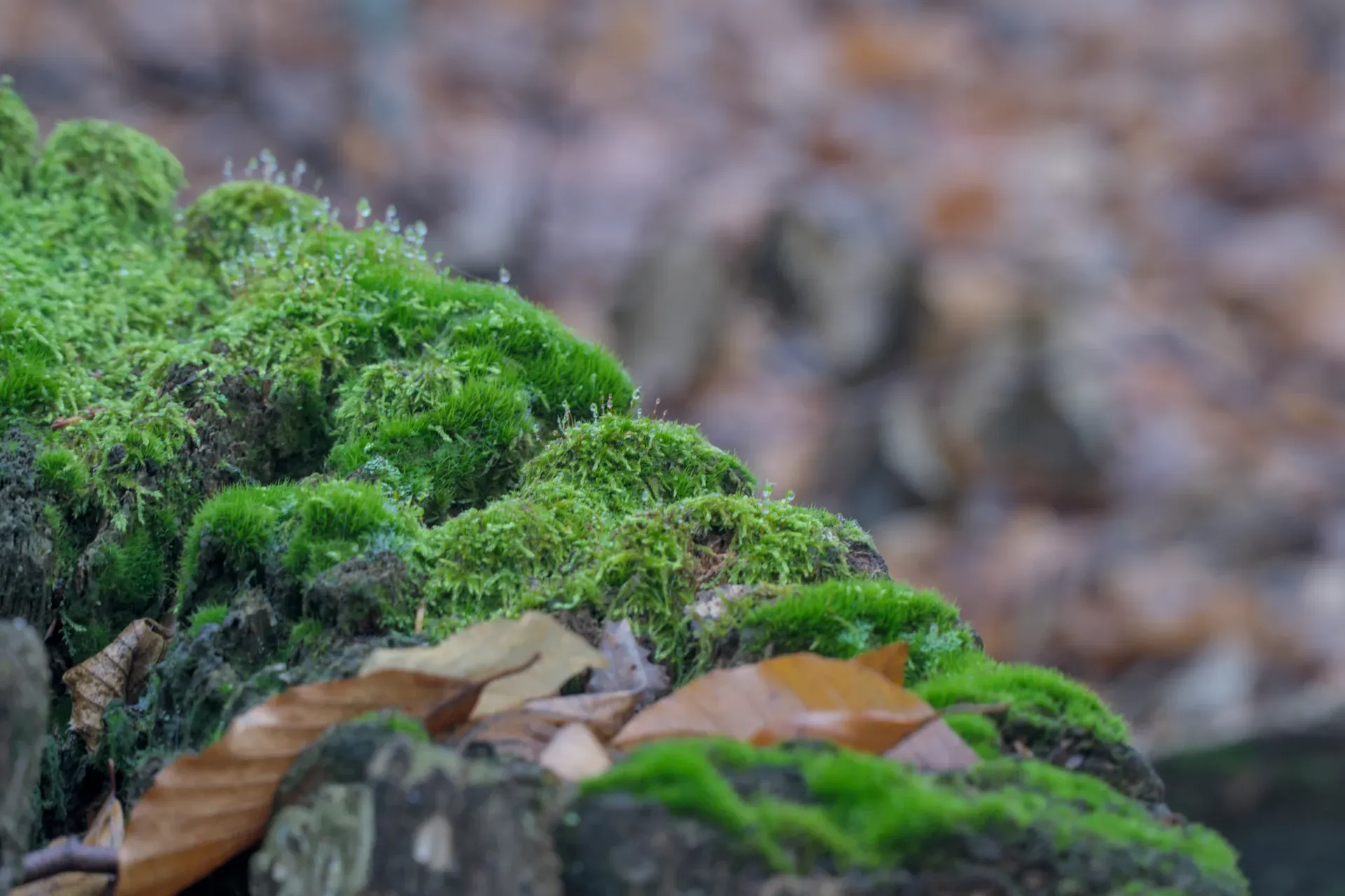 A moss-covered stone with dew drops in the "Fruška Gora" forest, Serbia.
