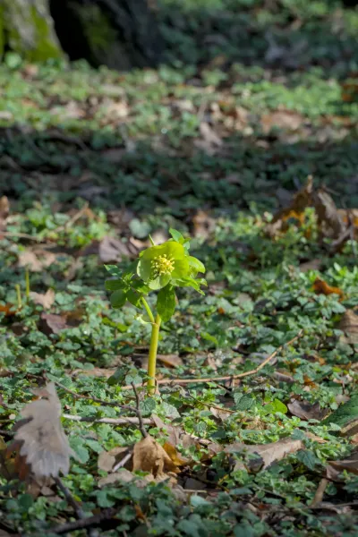 A green spring blossom, delicate on a mossy forest floor, in portrait format, titled 'Spring Blossom on Fruška Gora'.