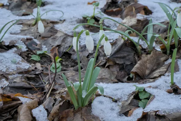 Snowdrops blooming in the last snow on Fruška Gora, Serbia.