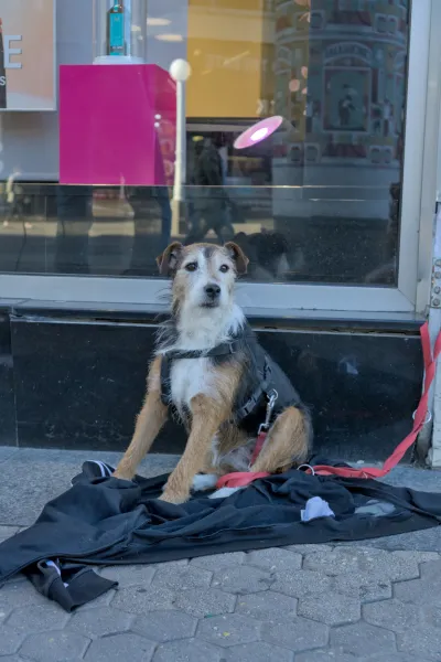 Ein kleiner, drahtiger Hund mit einem Geschirr wartet geduldig vor einem Geschäft in Zagreb.