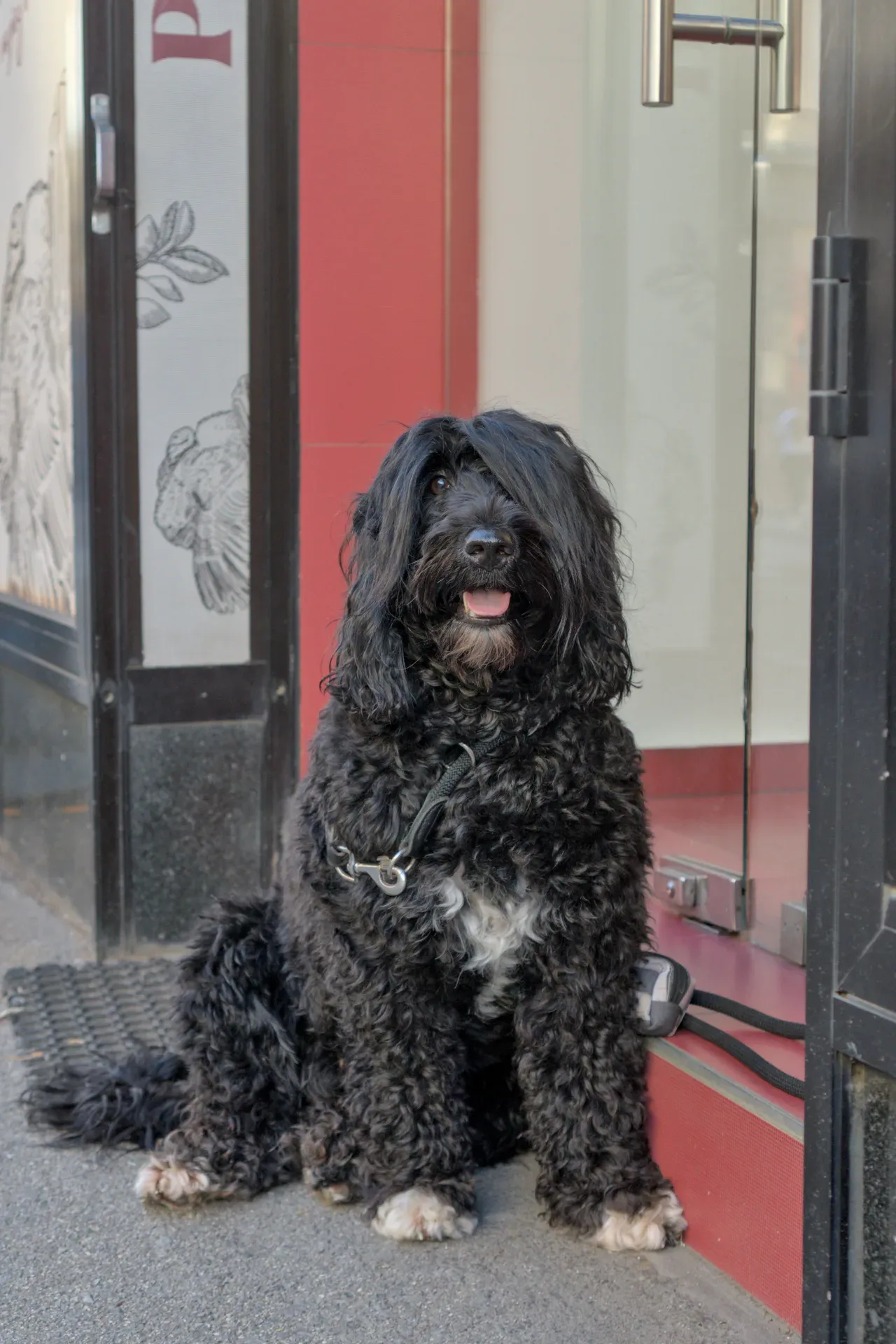 A black, long-haired dog sits in front of a red door in Zagreb, Croatia, with a playful expression.