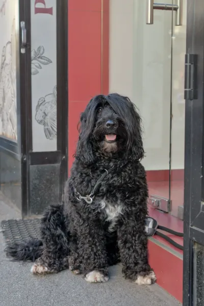 Ein schwarzer, langhaariger Hund sitzt vor einer roten Tür in Zagreb, Kroatien, mit einem verspielten Ausdruck.