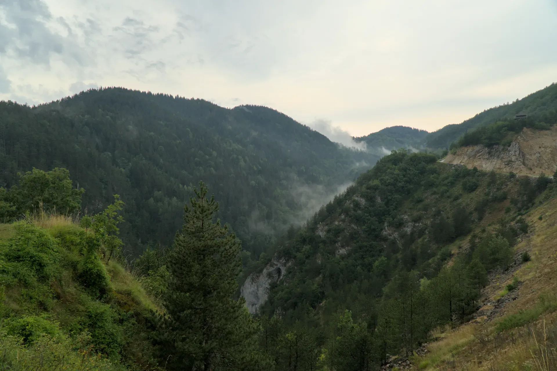Maglovito jutro u Nacionalnom parku Tara, Srbija, iznad klisure sa borovim šumama.