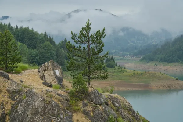 A rock with a young pine tree on a rocky slope, overlooking Zaovine Lake and mist-shrouded mountains in Tara National Park.