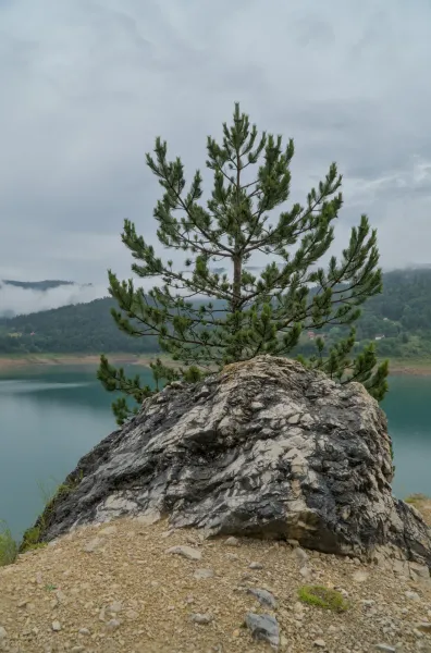 A solitary pine tree grows from a rocky ledge above the turquoise waters of Zaovine Lake.