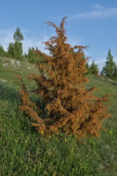 Brown Tree of Life against green grass and blue sky on the Prayer viewpoint.