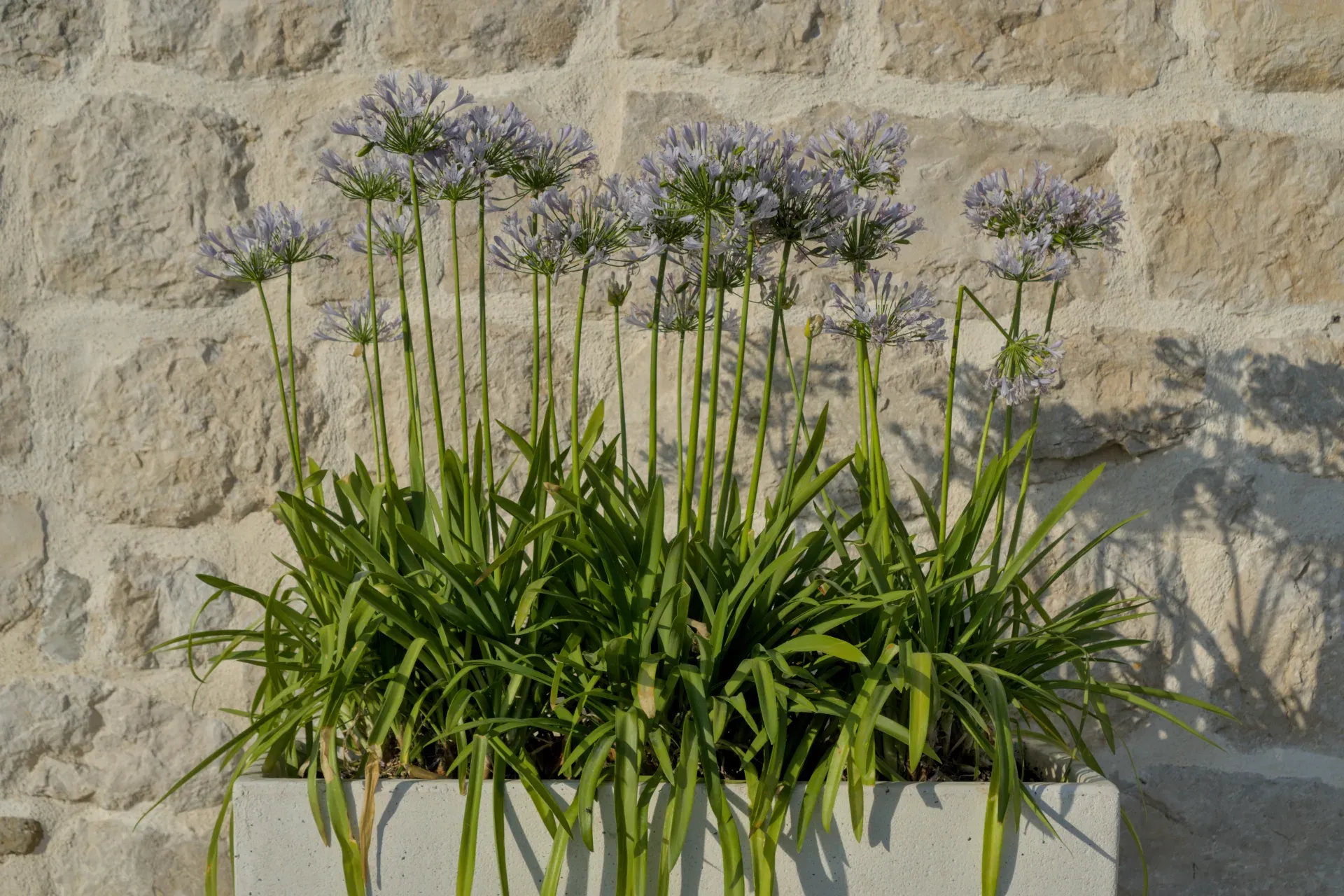 Delicate purple flowers at sunset against a stone wall in Perast, Kotor.