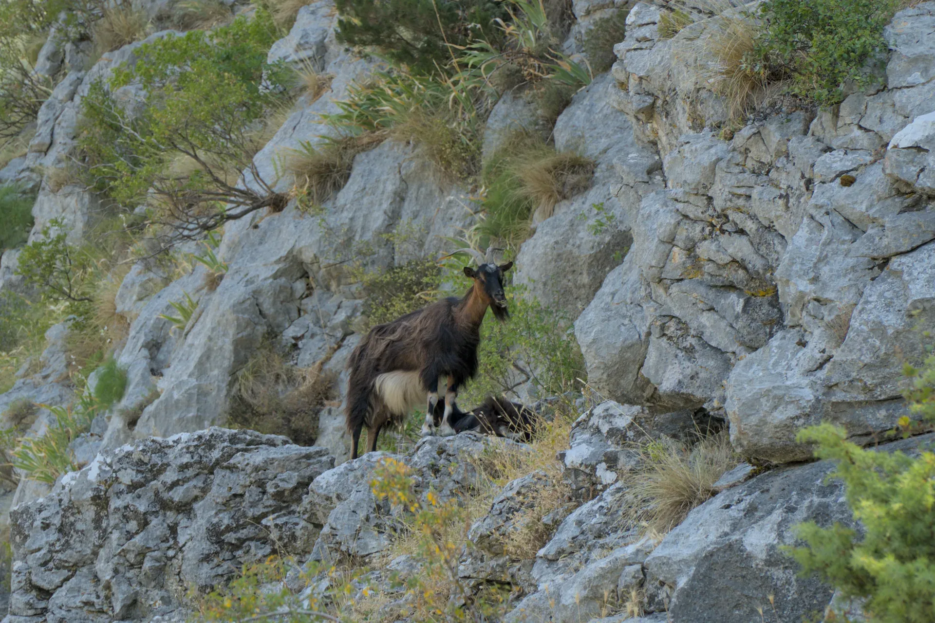Una capra di montagna marrone si trova su una cima rocciosa, circondata da vegetazione, nelle montagne di Kotor, Montenegro.