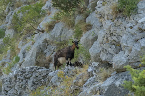 A brown mountain goat stands on a rocky summit, surrounded by vegetation, in the mountains of Kotor, Montenegro.