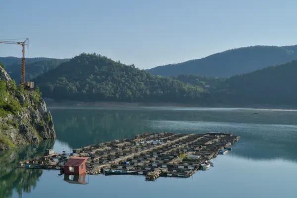 A serene morning landscape on Zaovine Lake, with a peaceful atmosphere and a crane on the cliff.