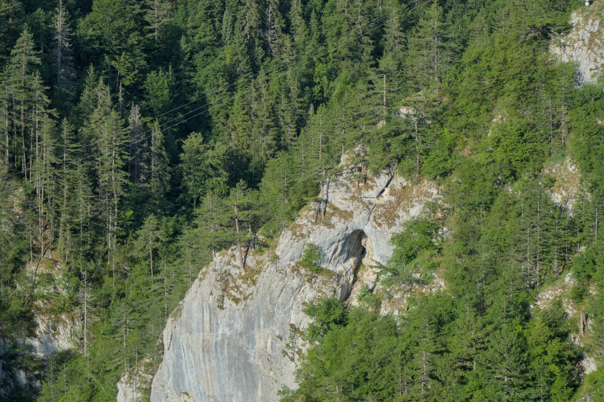 Pancic spruces clinging to a rocky cliff in the green forest of Tara National Park, Serbia.