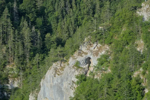 Pancic spruces clinging to a rocky cliff in the green forest of Tara National Park, Serbia.