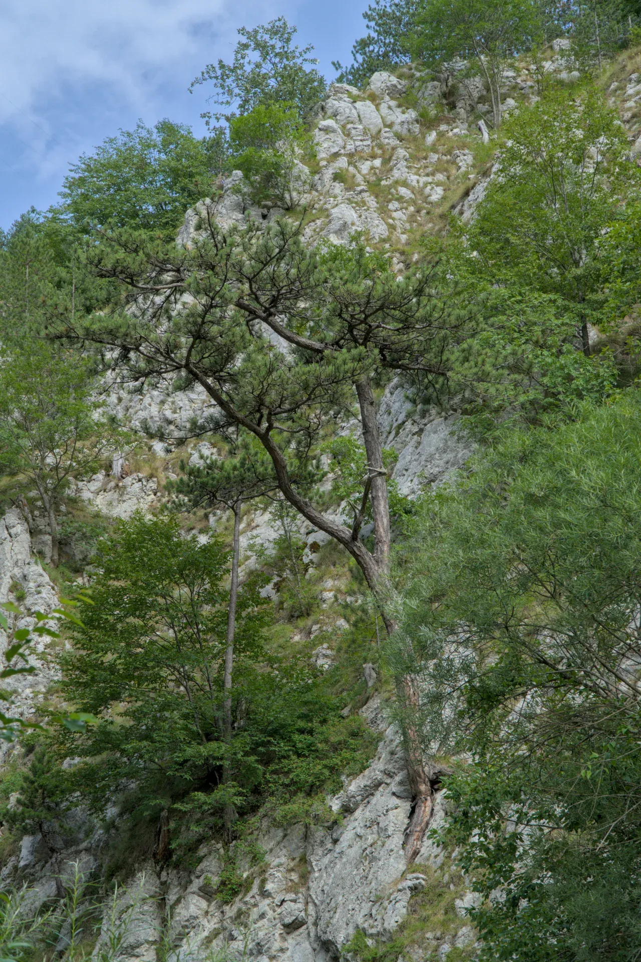 Bor prkosno raste iz kamene litice u Zaovinama, Srbija, okružen bujnim zelenilom.