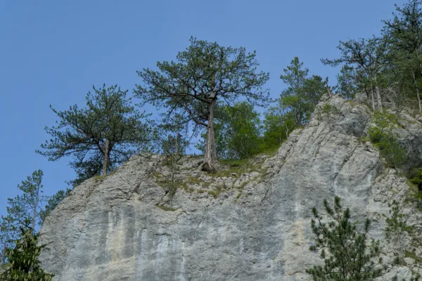 Pines growing from a rocky cliff in Tara National Park, Serbia, against a blue sky.