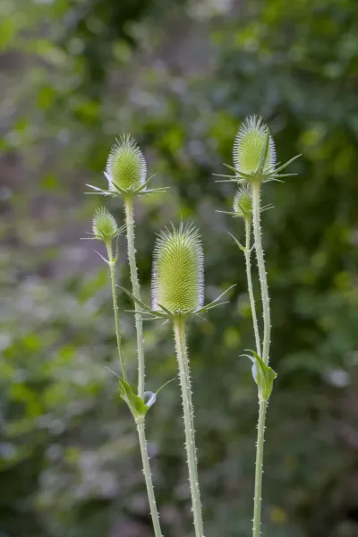 Close-up of thistle flowers in Tara National Park Serbia, Zaovine.