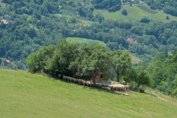 Sheep hiding in the shadow of a building in a mountainous landscape in Tara National Park, Serbia.