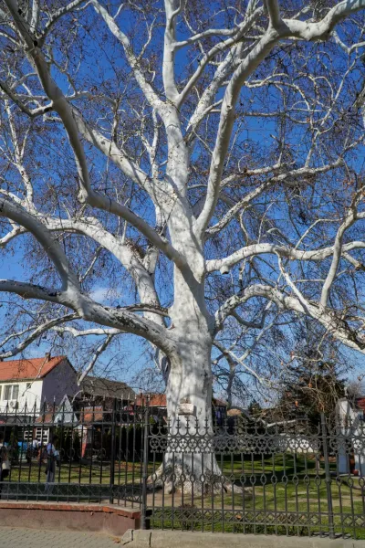 The famous sycamore tree in Sremski Karlovci in spring, with white bark and many branches against a blue sky.