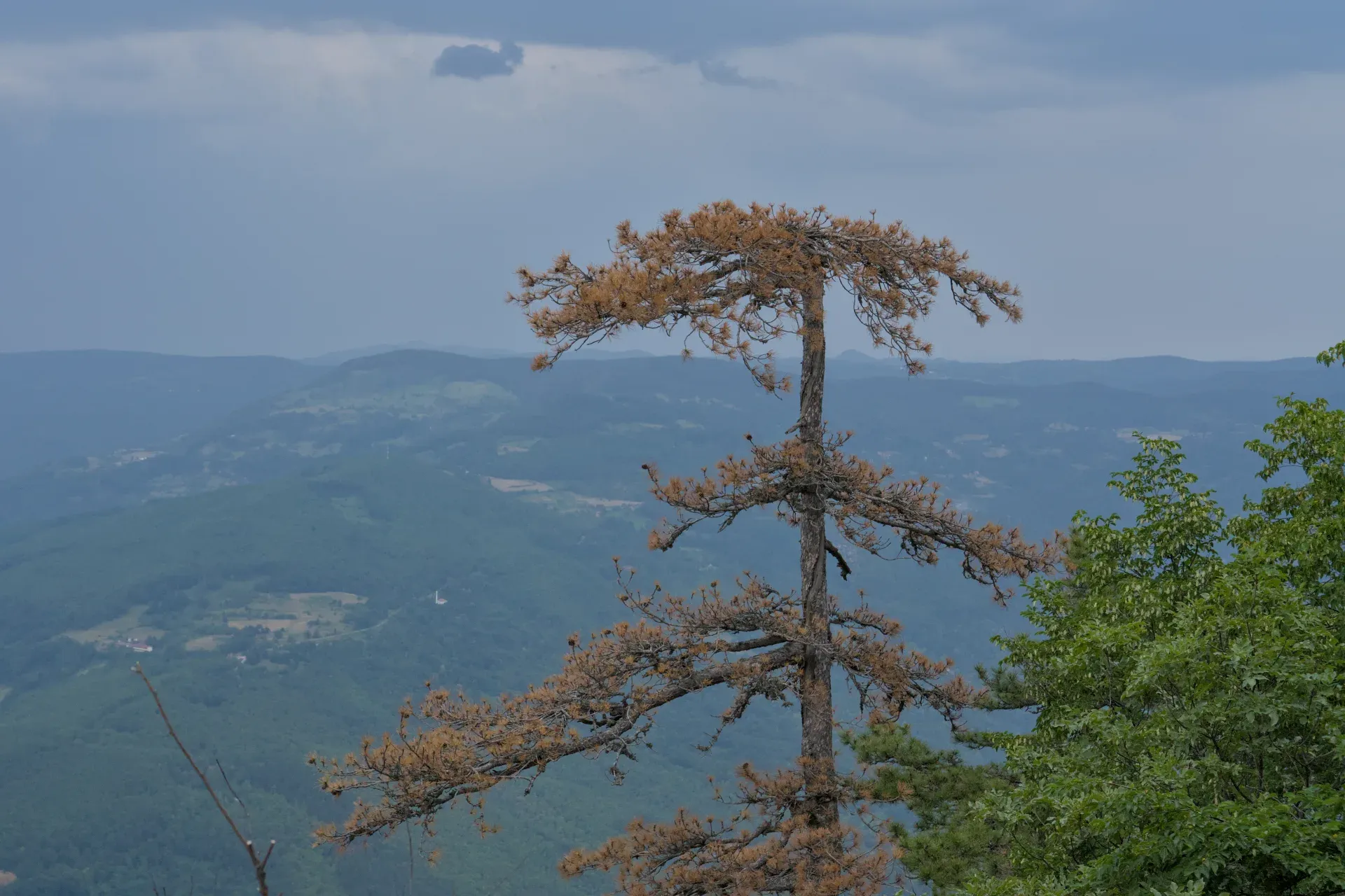 Fine art photograph of Banska Stena featuring a solitary dry tree against a lush mountain landscape in Tara National Park, Serbia.
