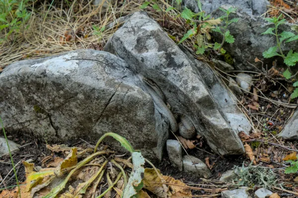A Viperine snake (Medjanka) hides among grey rocks on Banska Stena in Tara National Park.