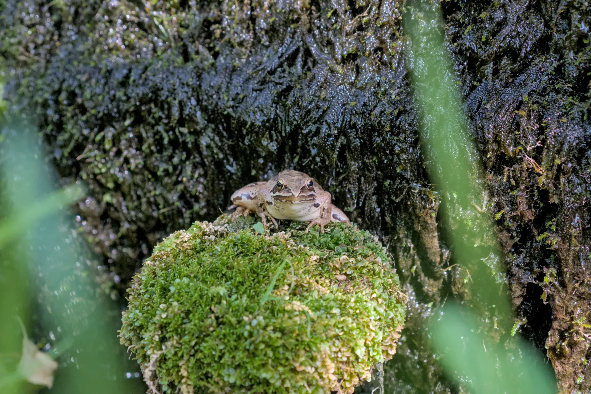A frog sits on a mossy rock in the shade of a forest in Tara National Park, Serbia.
