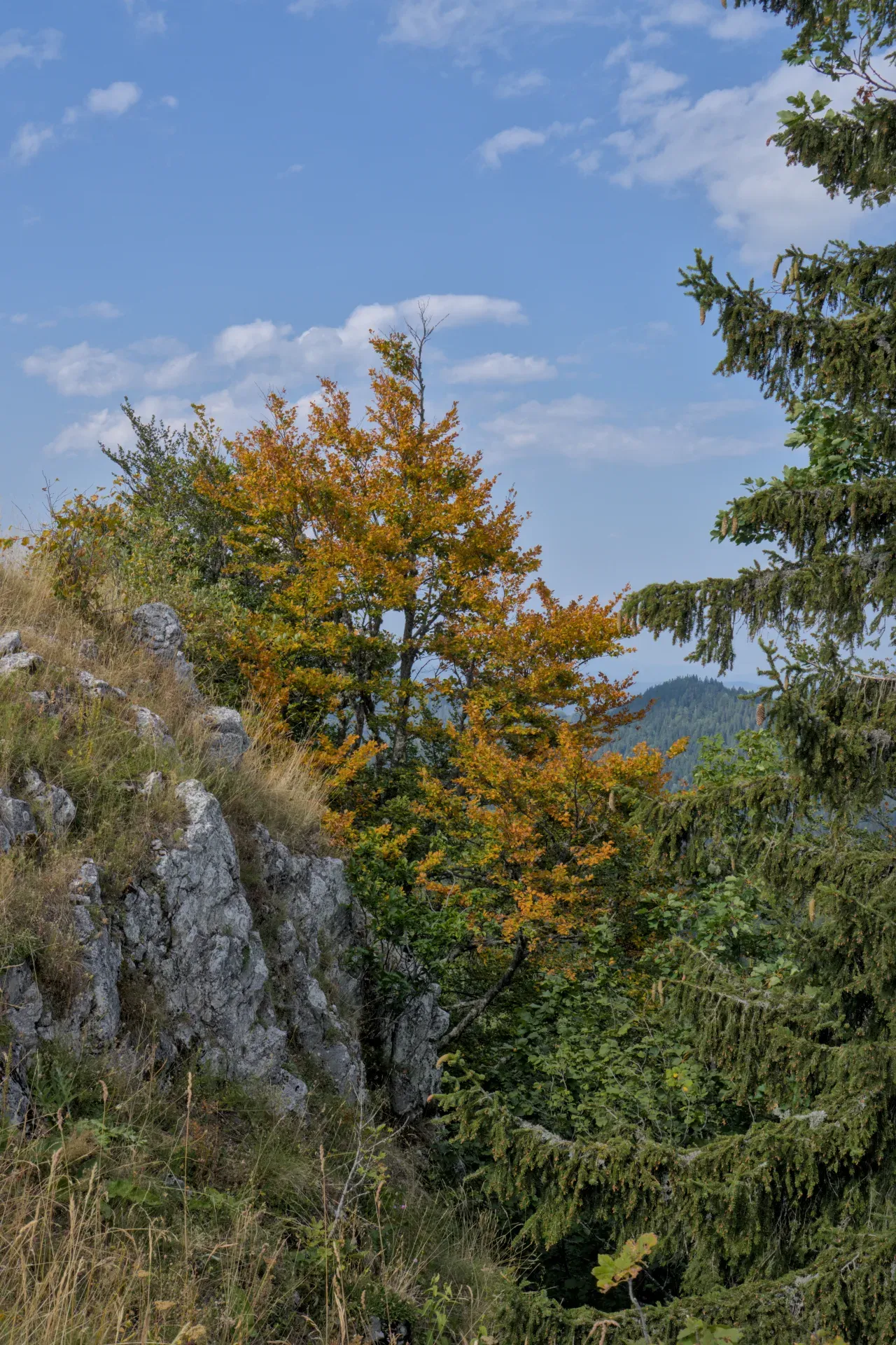 A tree with yellowing leaves stands on Yanach Mountain in Serbia's Tara National Park.
